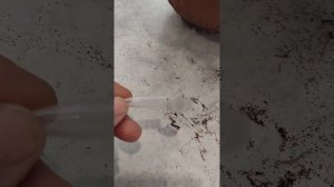 23 октября 2023г Занимаюсь ерундой/Сбор семян лобелии.