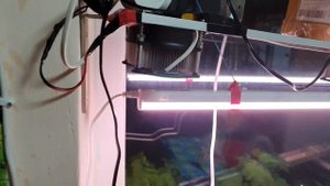 Лампа для растений Uniel 35вт. Хит зимы 2020 года.