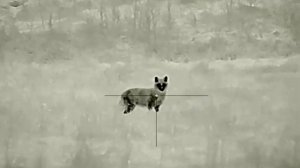 Охота на шакала. Дистанция 50м. Прицел iRay Rico RL42