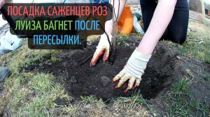 Посадка саженцев роз Луиза Багнет после пересылки из онлайн магазина.?