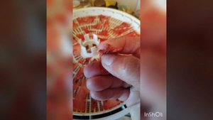 Сушим арбуз и дыню на сушилке Вольтера 1000 люкс