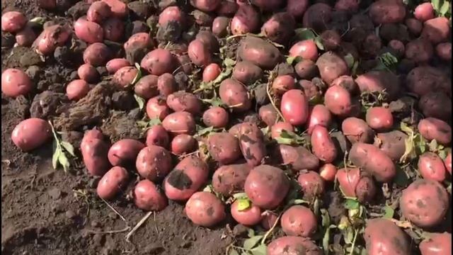 Cорт картофеля Эволюшен. Урожай 2021. Первые 20 тонн. смотреть онлайн