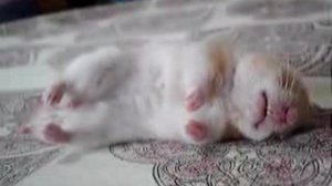 Видео Хомяку снятся сны, автор Fishki.net