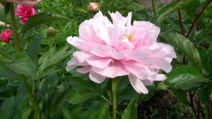 Пион ЛИЛИ энд ЛЕО –Lili &Leo (Клем/Клозе, 2008,США/Германия).