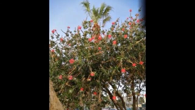 IL CALLISTEMON CITRINUS NEL MONUMENTO AI CADUTI DELLA DIVISIONE COSTIERA LICATA Maggio 2022 смотреть онлайн