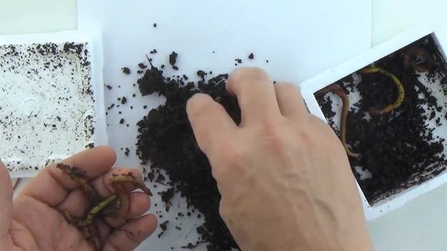 Черви Дендробена Dendrobaena Eisenia Veneta, арт. Z0000005838 смотреть онлайн