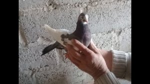 Курские голуби (статья в описании)