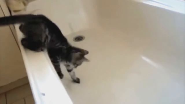 ПРИКОЛЫ НАД ЖИВОТНЫМИПриколист TVСборка 4