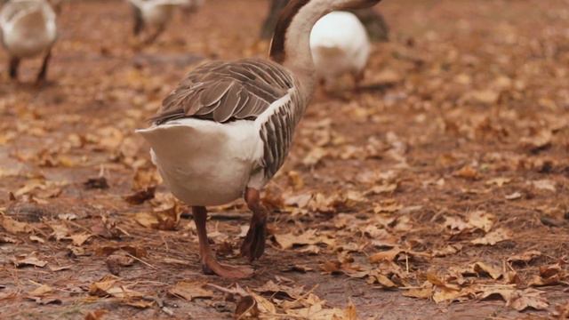 Alone with Autumn смотреть онлайн