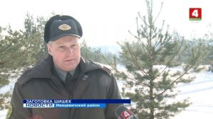 ЗАГОТОВКА ШИШЕК (Видео)