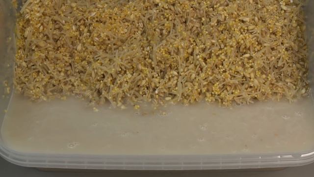 Прикормка ZigRiG/ЗигРиг своими руками из магазина. смотреть онлайн