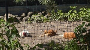 Хозяйство Воронова | Куры | Почему несушки купаются в  золе, уличной пыли, подстилке. Рассказываю