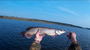 Хороший клёв! Ловля щуки троллингом. Выезд пятый. Catching a pike by trolling