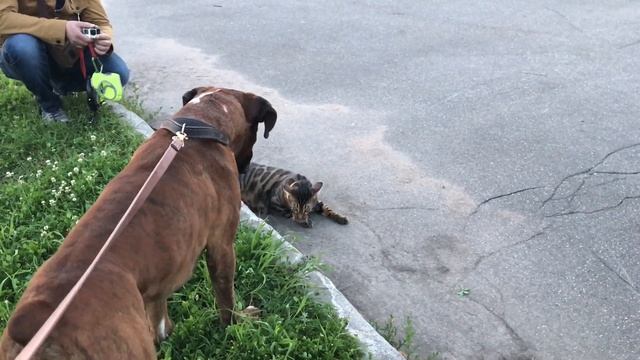 Собака  боксёр против бенгальского кота.Dog vs Cat.