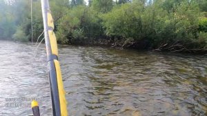 Тест Новых Мушек. Длина Поводка Решает? Чистейшая Река Богатая  Крупными Хариусами!