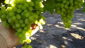 ВИНОГРАД К.М. СТОЛЕТИЕ 03.08.2020.