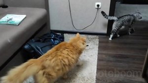 КОТ НАПАЛ НА КОШКУ, драка котов до клочьев