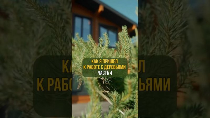 Как я пришел к работе с деревьями. Часть 4
