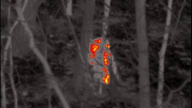 Леопард ночью забирает прикормку смотреть онлайн