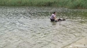 Кане корсо. Все о породе от А до Я