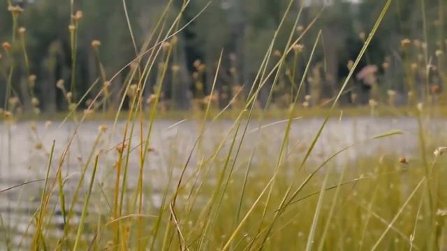 О, милый мой!_ смотреть онлайн