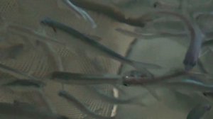 Учебное видео: разведение сиговых рыб. 10. Подрощенный сиг в ванной с круговой циркуляцией воды