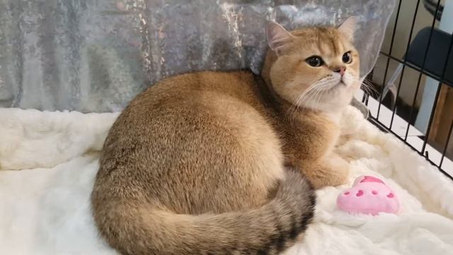 Котик ny 25 золотой тикированный смотреть онлайн