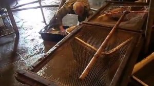 купить малька речной рыбы карпа толстолоба амура для зарыбления озер Low