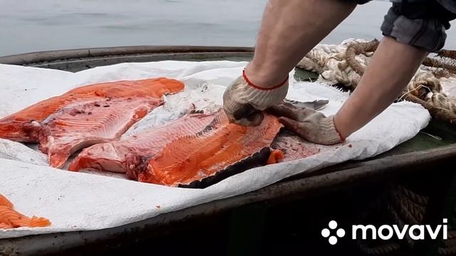 Разделка рыбы чавычи.