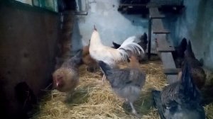 Ленинградская золотисто серая порода кур, коротко о породе!!!!