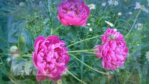 Верея -  есть такой город в Подмосковье.