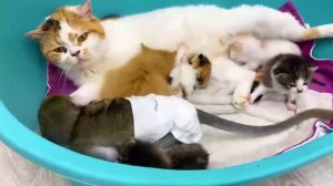 Процес становления кошки мамой для малыша обезьянки Сьюзи