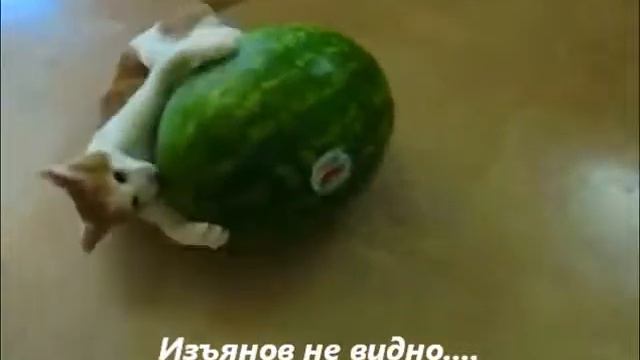 Кот и арбуз смотреть онлайн