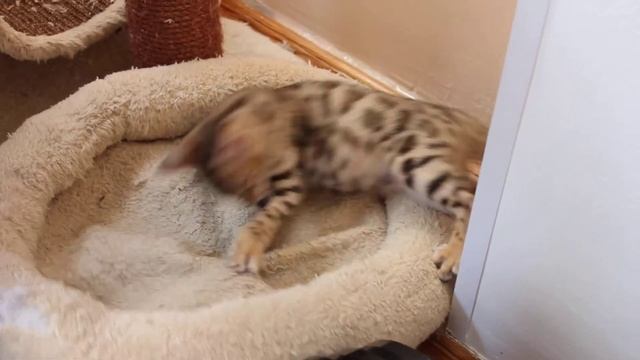Бенгальский котенок California. Характер бенгальских кошек.