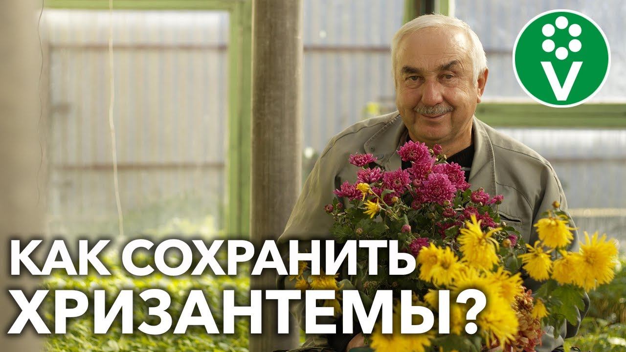 ХРИЗАНТЕМЫ ГОТОВИМ К ЗИМЕ! Ни один сорт не пропадет, если воспользуетесь ЭТИМИ советами!