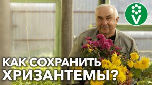 ХРИЗАНТЕМЫ ГОТОВИМ К ЗИМЕ! Ни один сорт не пропадет, если воспользуетесь ЭТИМИ советами!