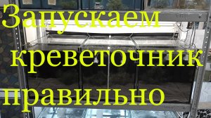 Как я запускал креветочник на стойке для каридин и неокаридин от А до Я.