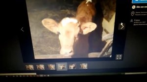 Как выбрать телочку на корову // Мой опыт