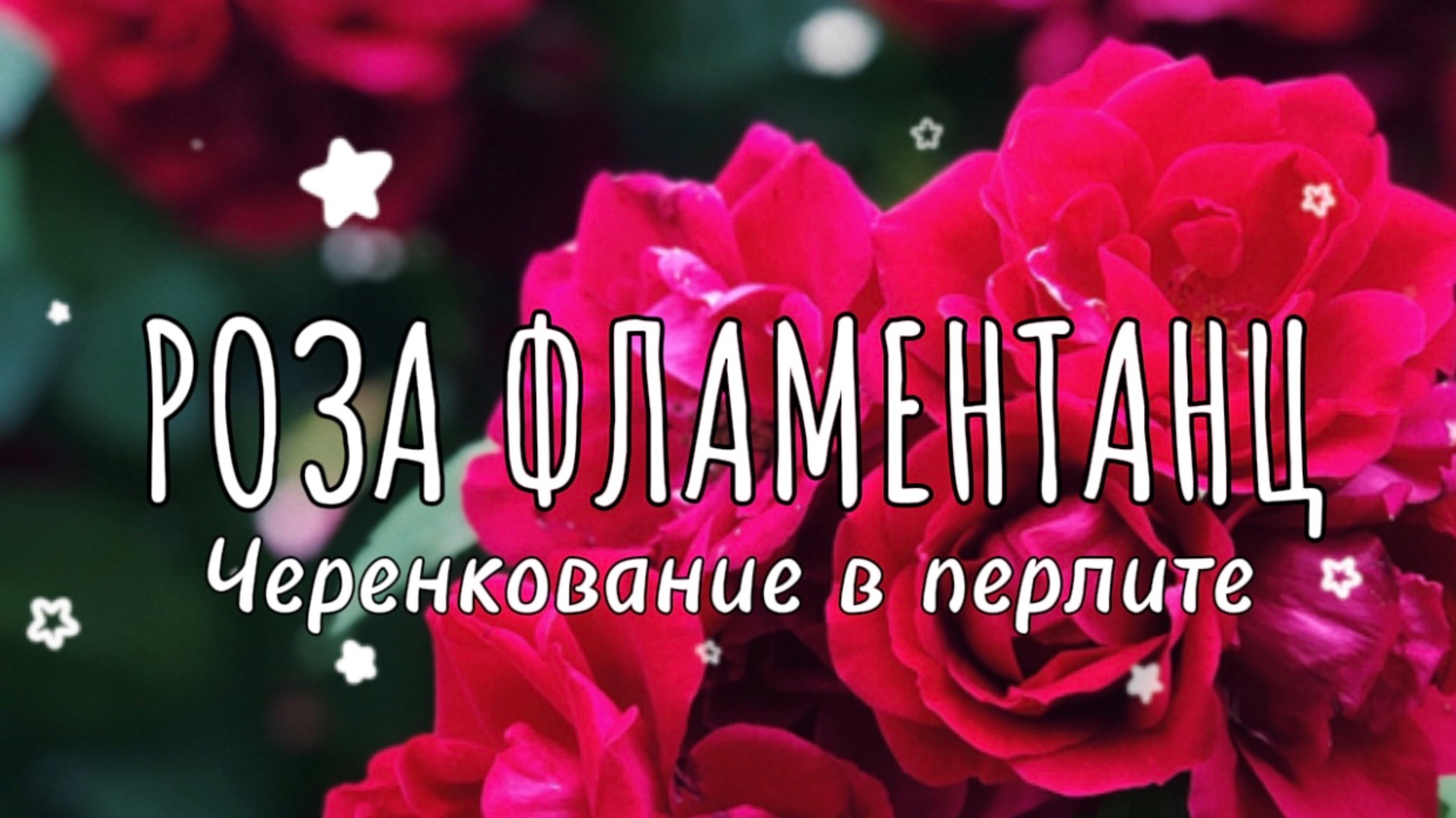 Черенкование розы Фламентанц в ПЕРЛИТЕ