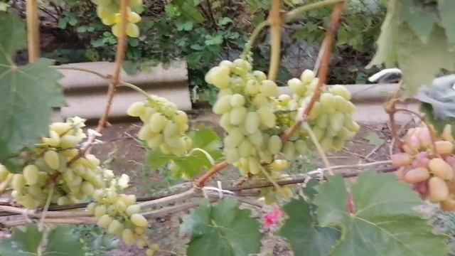 Прекрасный мускат, виноград Елена. смотреть онлайн