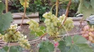 Прекрасный мускат, виноград Елена.