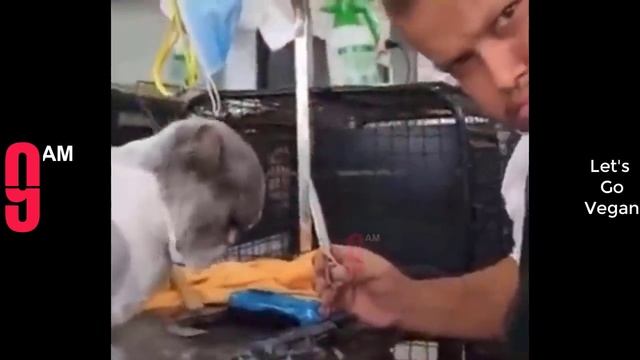САМЫЕ РЖАЧНЫЕ ВИДОСЫ