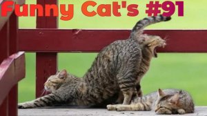 Смешные коты #91.mp4