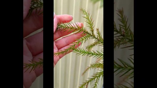 ???Новые культуры! Сарисса японская. Араукария. Плоды Пандеросы?Говении и др... смотреть онлайн