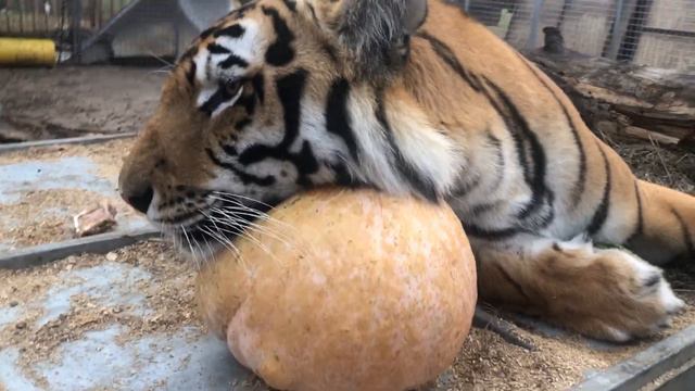 Тигры  Веганы   Tigers  Vegans