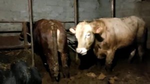 Бычок лимузин ему уже 1 год