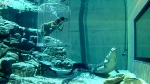 Огромная рептилия