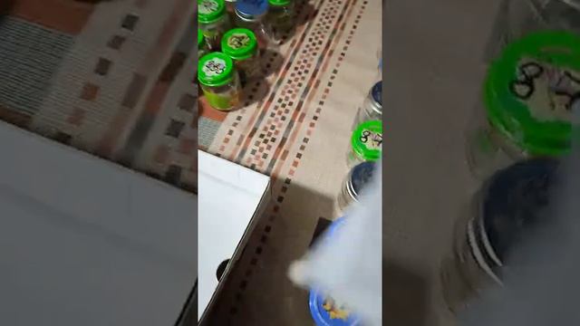 Игра в лото, или как я готовлюсь к рассылке семян. смотреть онлайн