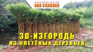 Лаборатория Ивы Славной: 3D изгородь из плетёных деревьев (29.07.2024)