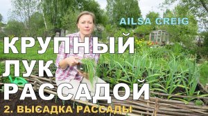 ОЧЕНЬ КРУПНЫЙ ЛУК рассадой. 2. Высаживаю в открытый грунт